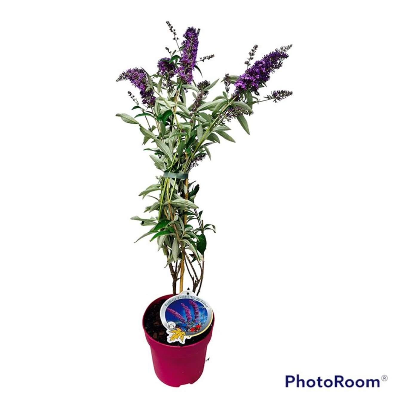 Buddleja d. 'Ile de France' - C3